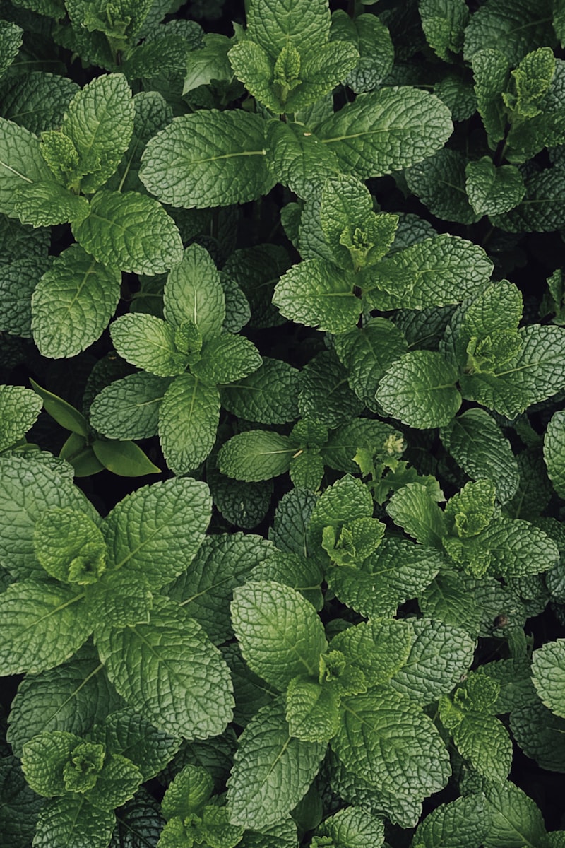 Menthe fraîche