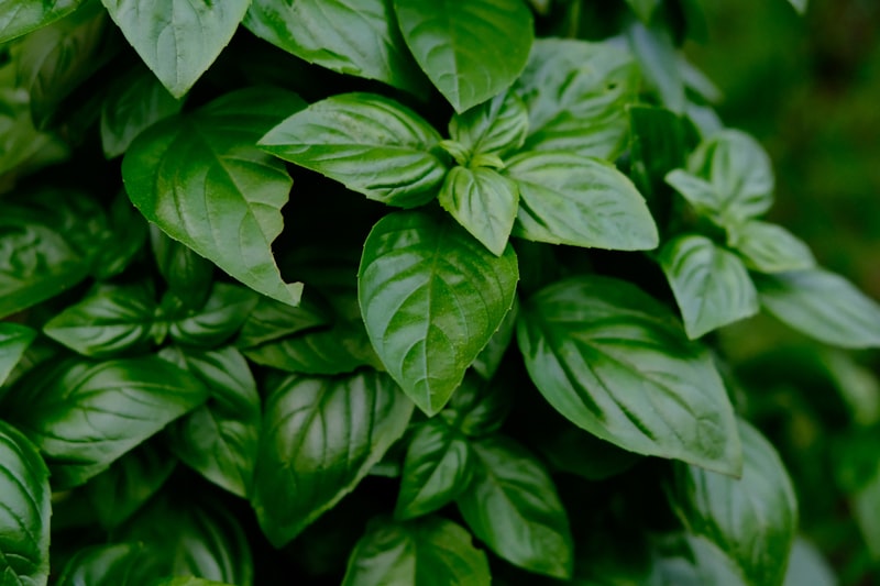 Basilic frais