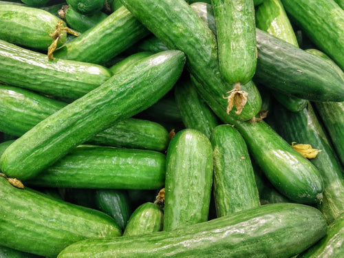 Concombres frais