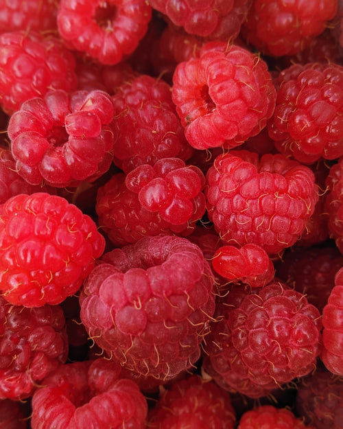 Framboises fraîches