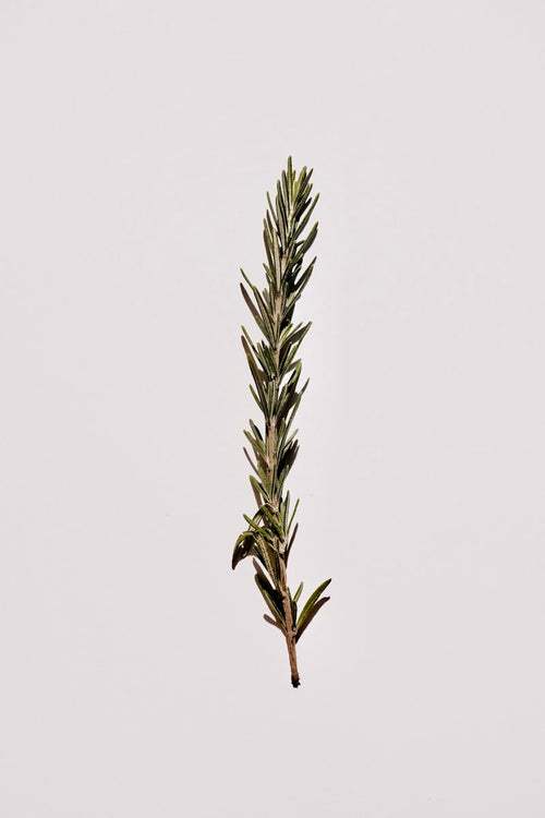 Romarin frais