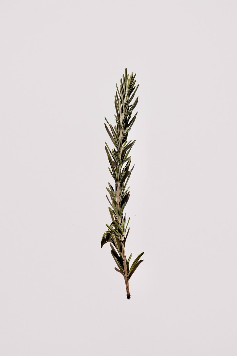 Romarin frais
