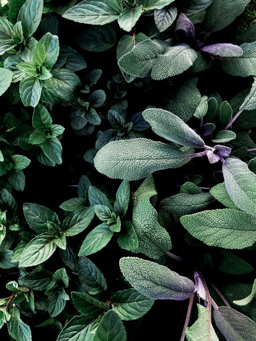 Sauge officinale fraîche