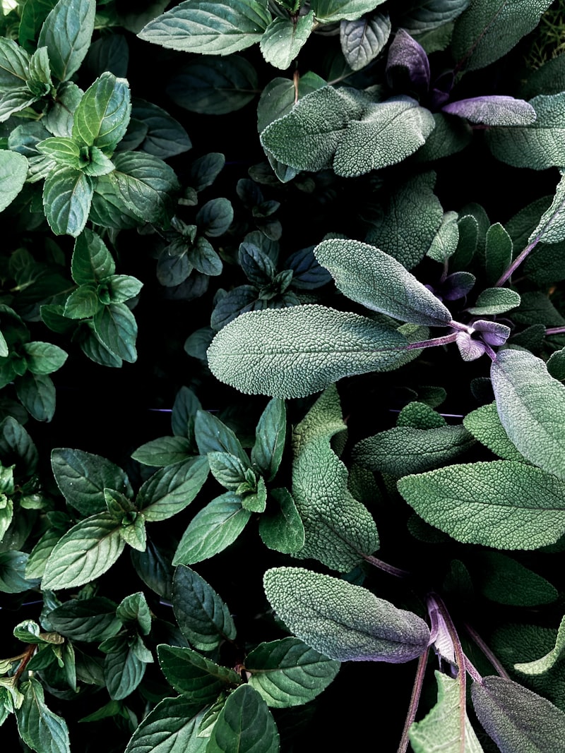 Sauge officinale fraîche