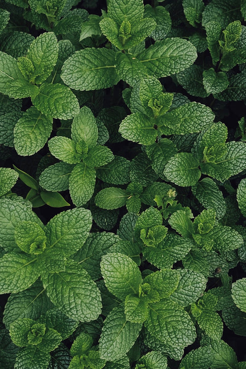 Menthe fraîche