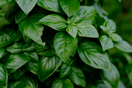 Basilic frais