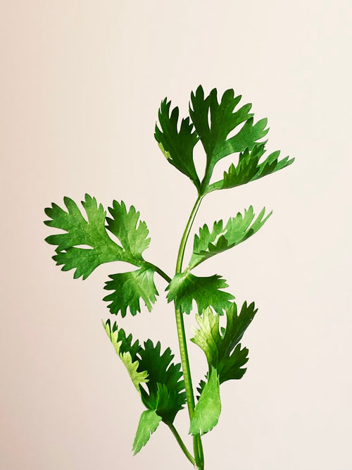 Persil frais