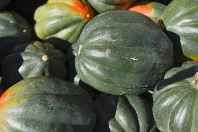 Courgette ronde de Nice
