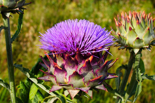 Cardon de Provence